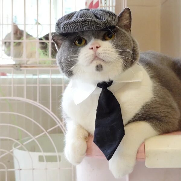 Funny Cat Gentleman's Hat and Tie Costume for Halloween