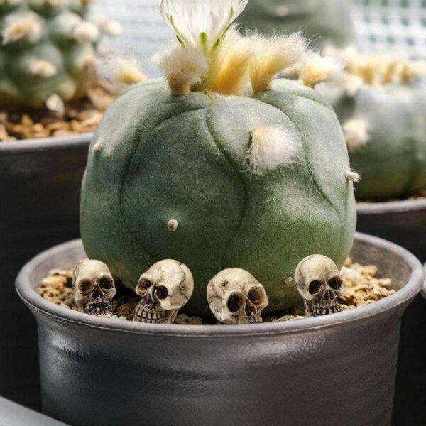 20pcs Mini Skull Set