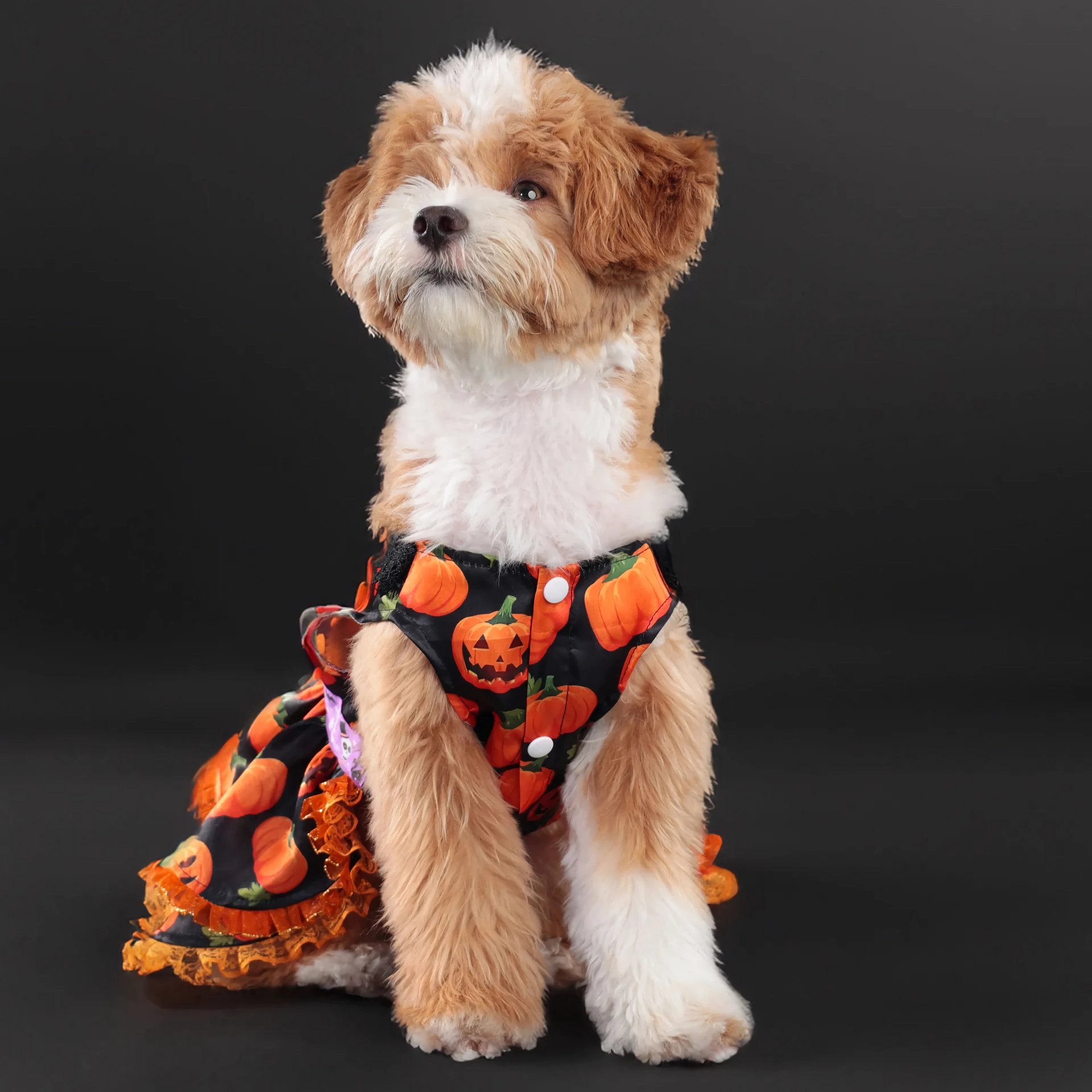 Halloween Pumpkin Dog Dress – Lace Skirt Costume for Small Dogs