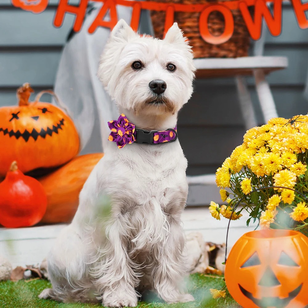 Halloween Dog Collar - Image 4