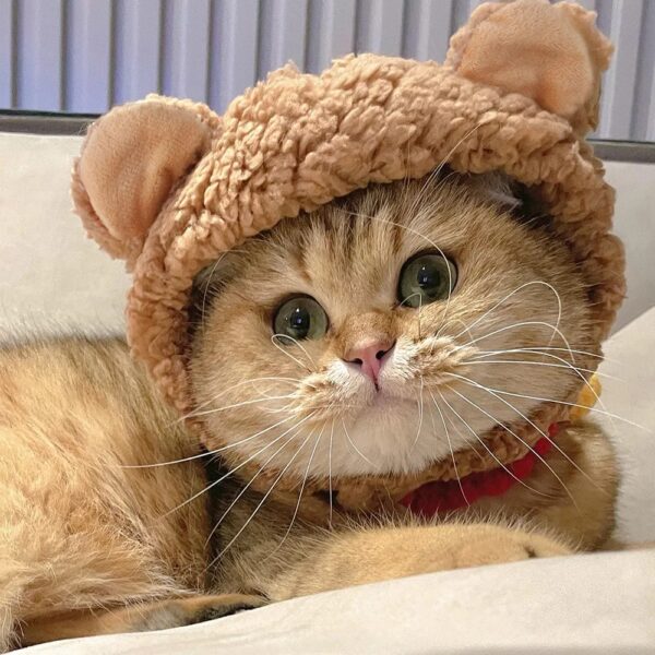 Adorable Bear Headdress Costume for Small Pets