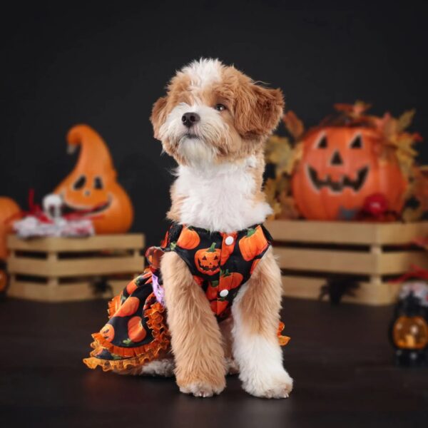 Pumpkin Lace Dog Dress